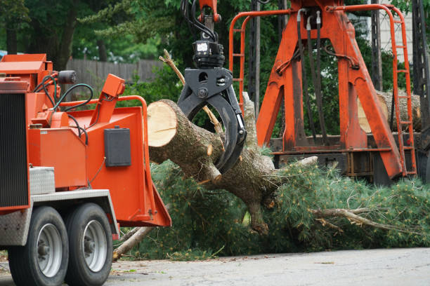 Best Emergency Storm Tree Removal  in Muncy, PA